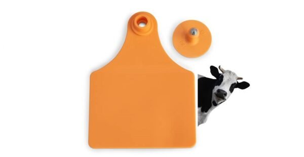 ارقام ابقار حجم كبير